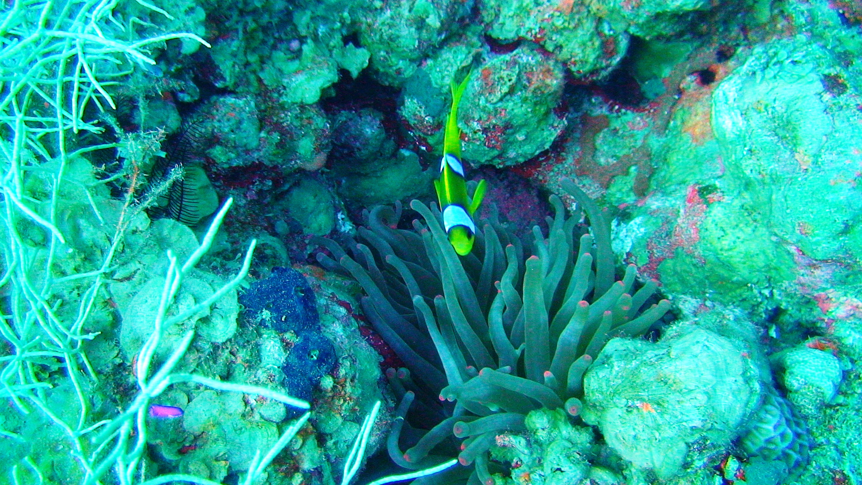 Nemo, Dahab, Egypt
