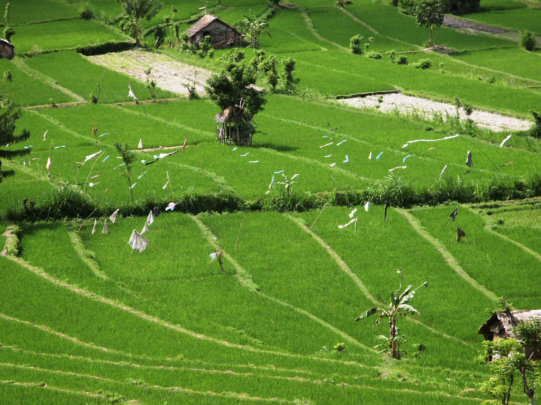 rýžová políčka na Bali