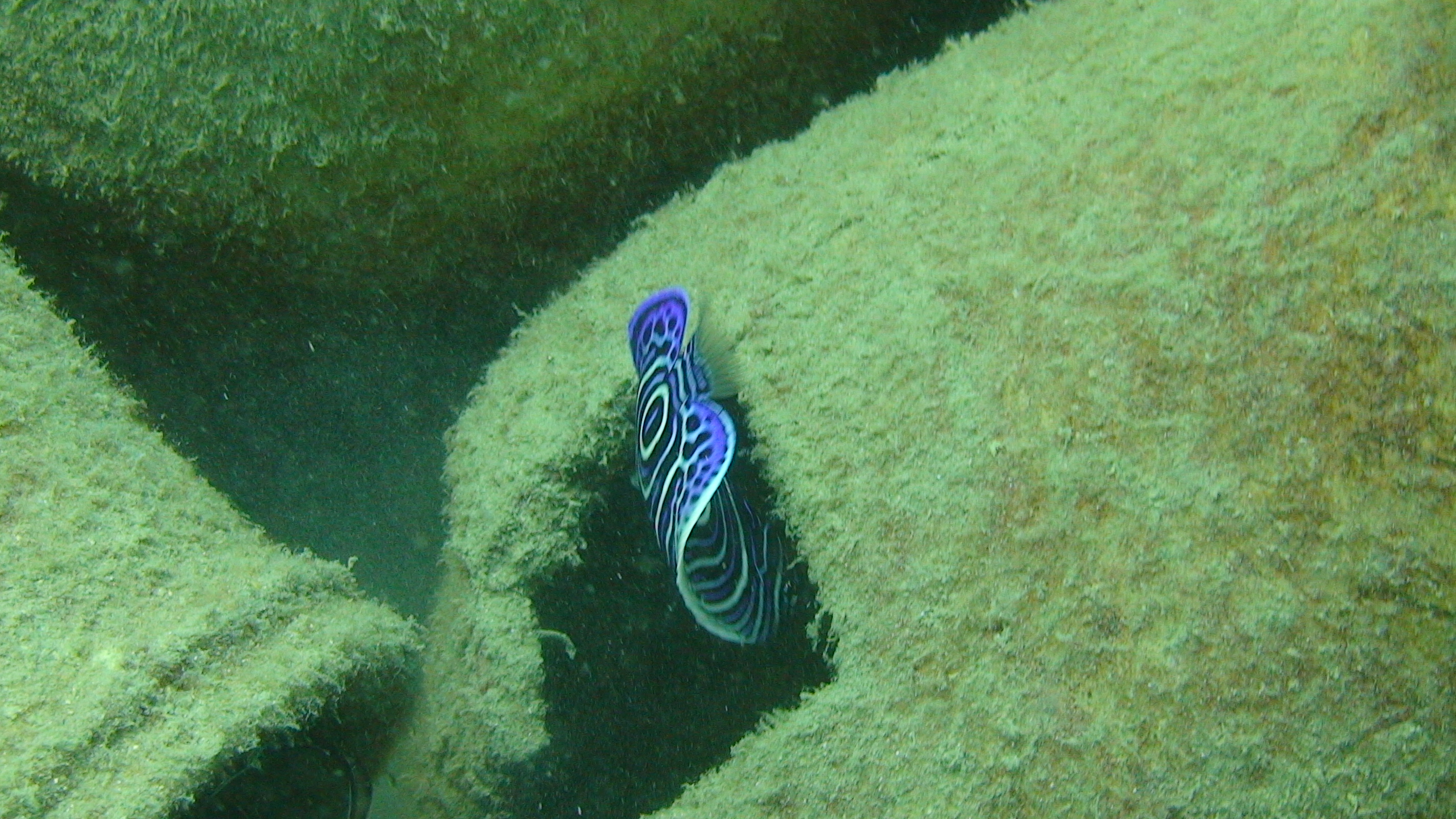 Mladá Emperor angelfish (Pomacantus imperator)mezi amforami