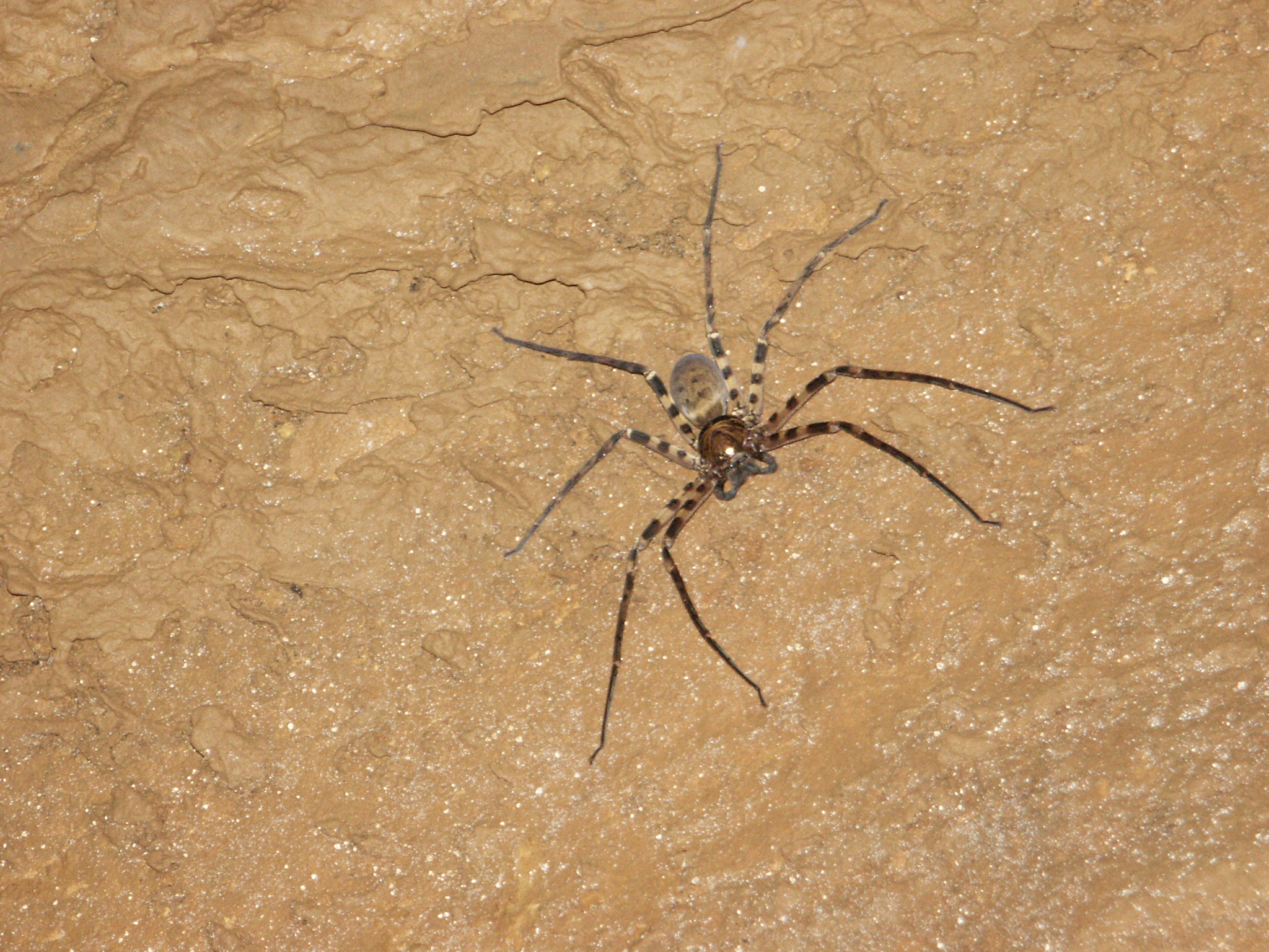 jeskynní pavouk - smrtelně jedovatý