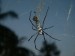 pavouk na Bali je jako dlaň